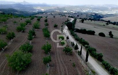 Manisa Gördes’te Ceviz, Badem ve Meyve Bahcesi