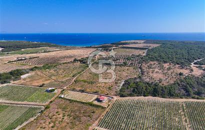 BOZCAADA OVA MEVKİİ'NDE DENİZE YAKIN 3710M2 SATILIK ARSA!