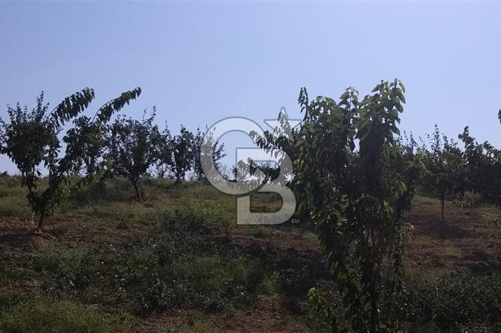 ŞARKÖY KİRAZLIDA  MUHTEŞEM DENİZ VE DOĞA MANZARALI 2460 M2 TARLA