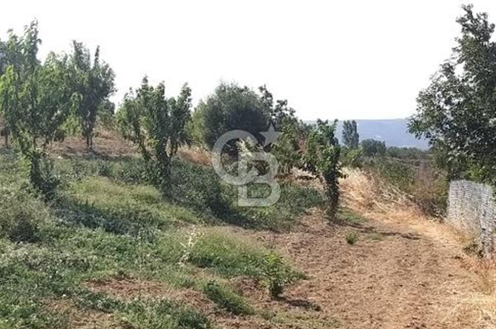 ŞARKÖY KİRAZLIDA  MUHTEŞEM DENİZ VE DOĞA MANZARALI 2460 M2 TARLA