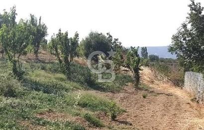 ŞARKÖY KİRAZLIDA  MUHTEŞEM DENİZ VE DOĞA MANZARALI 2460 M2 TARLA