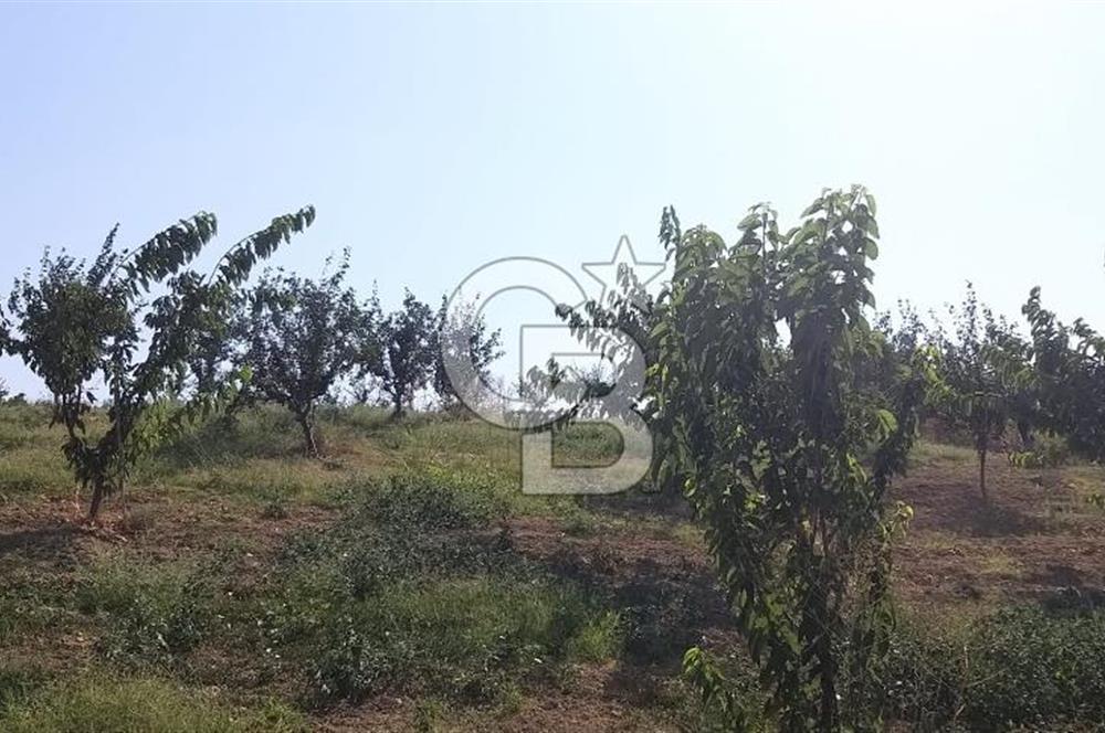 ŞARKÖY KİRAZLIDA  MUHTEŞEM DENİZ VE DOĞA MANZARALI 2460 M2 TARLA