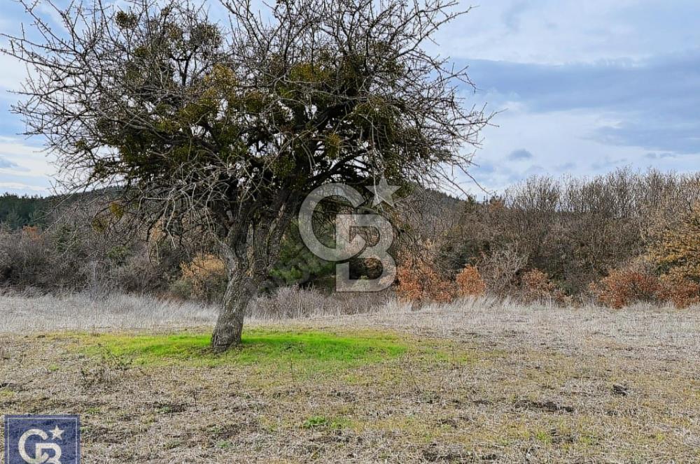 ÇANAKKALE LAPSEKİ MECİDİYE KÖYÜNDE SATILIK 4793 M² TARLA