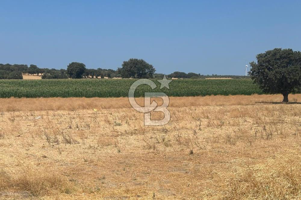 ÇANAKKALE GEYİKLİ KUMBURUN DA SATILIK 21 DÖNÜM TARLA