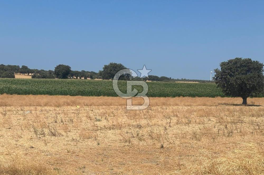 ÇANAKKALE GEYİKLİ KUMBURUN DA SATILIK 21 DÖNÜM TARLA