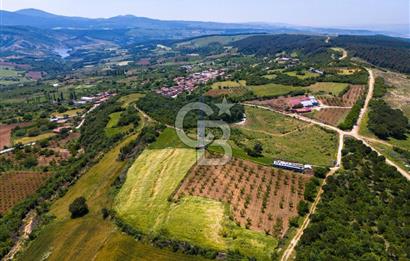 ÇANAKKALE LAPSEKİ İLYASKÖY SATILIK TARLA