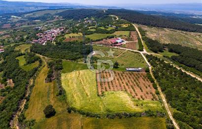 ÇANAKKALE LAPSEKİ İLYASKÖY SATILIK TARLA