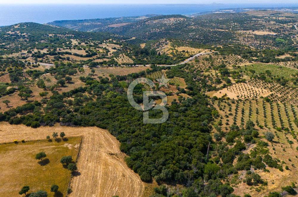 ÇANAKKALE EZİNE TAVAKLIDA FIRSAT TARLA