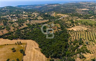 ÇANAKKALE EZİNE TAVAKLIDA FIRSAT TARLA