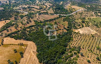 ÇANAKKALE EZİNE TAVAKLIDA FIRSAT TARLA