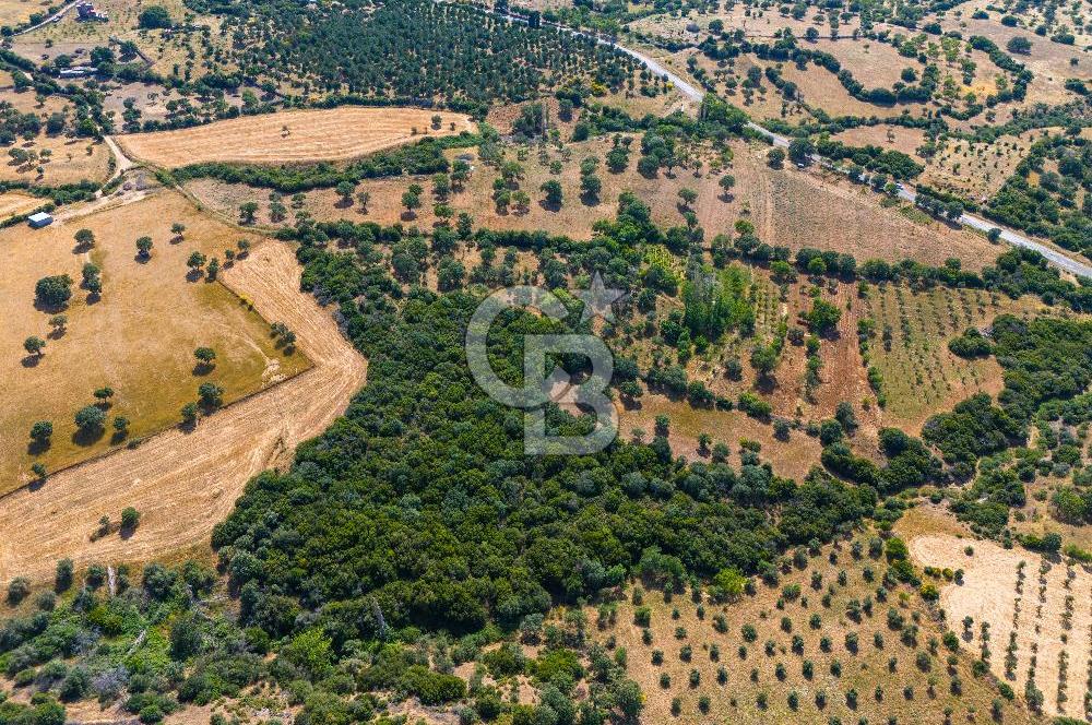 ÇANAKKALE EZİNE TAVAKLIDA FIRSAT TARLA