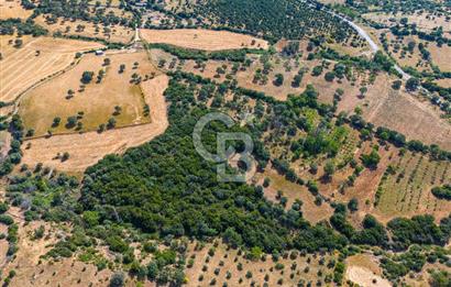 ÇANAKKALE EZİNE TAVAKLIDA FIRSAT TARLA