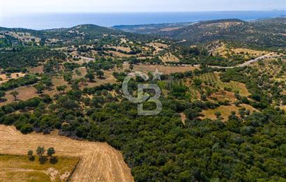 ÇANAKKALE EZİNE TAVAKLIDA FIRSAT TARLA