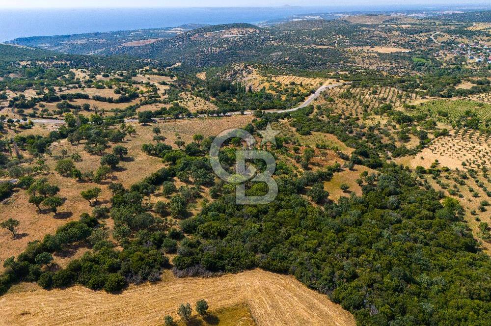 ÇANAKKALE EZİNE TAVAKLIDA FIRSAT TARLA