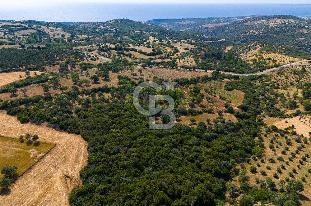 ÇANAKKALE EZİNE TAVAKLIDA FIRSAT TARLA