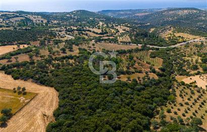 ÇANAKKALE EZİNE TAVAKLIDA FIRSAT TARLA