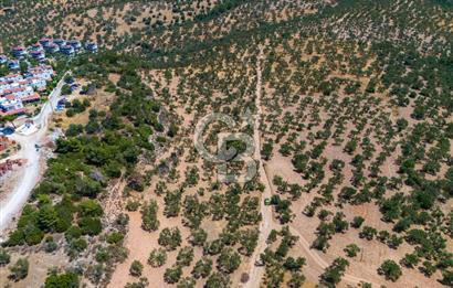 ÇANAKKALE TAVAKLI SAHİLDE İMAR SINIRINDA SATILIK 19 DÖNÜM ARAZİ