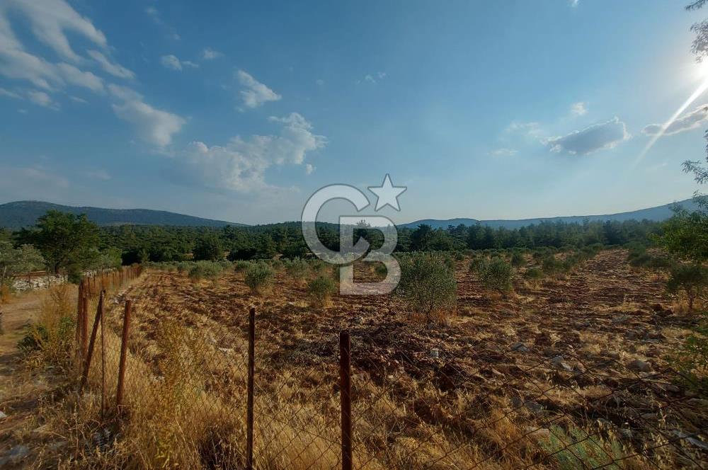 Muğla Menteşe Çırpı Mah Satılık Tarla