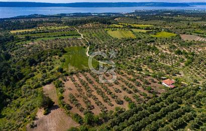 ÇANAKKALE ÇINARLIDA SATILIK İÇERİSİNDE BAĞ EVİ VE 20 DÖNÜM ARAZİ