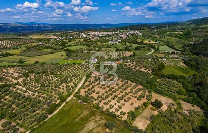 ÇANAKKALE ÇINARLIDA SATILIK İÇERİSİNDE BAĞ EVİ VE 20 DÖNÜM ARAZİ