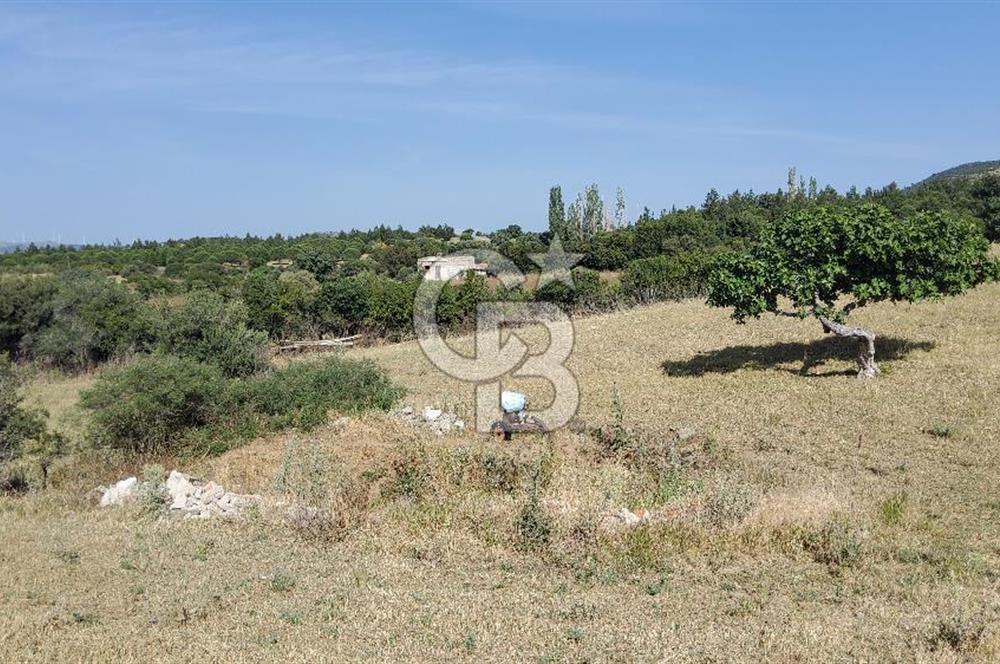 ÇANAKKALE EZİNE TAVAKLIDA SATILIK KÖY İÇİNDE TARLA