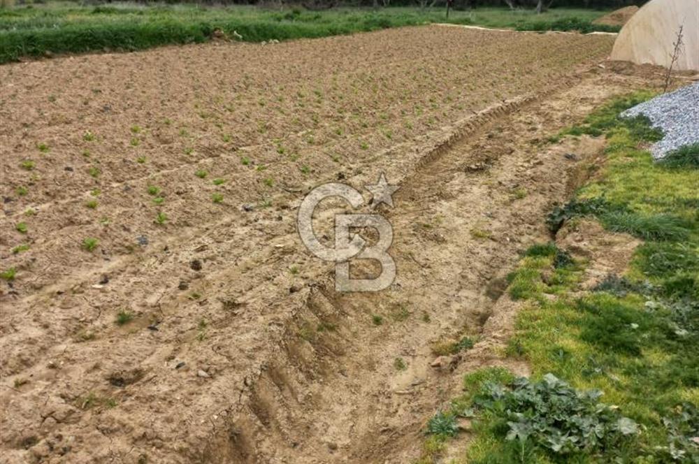 Milas Ekindere’de Yol/Su/Elektrik var. Anayola yakın.