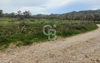 Milas Ekindere’de Yol/Su/Elektrik var. Anayola yakın.