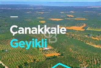 ÇANAKKALE, GEYİKLİ, MECİDİYEDE ASFALT CEPHE SATILIK ZEYTİNLİK