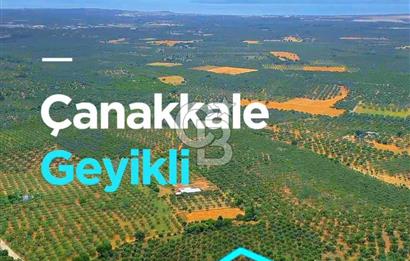 ÇANAKKALE, GEYİKLİ, MECİDİYEDE ASFALT CEPHE SATILIK ZEYTİNLİK