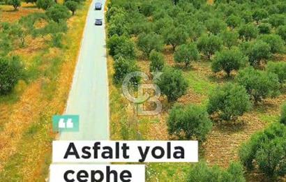 ÇANAKKALE, GEYİKLİ, MECİDİYEDE ASFALT CEPHE SATILIK ZEYTİNLİK