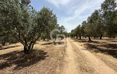 ÇANAKKALE,GEYİKLİ,MECİDİYE KÖYÜNDE FUL BAKIMLI SATILIK ZEYTİNLİK