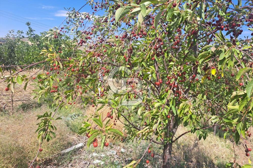 AKSARAY AĞAÇÖREN DE 80 DÖNÜM CEVİZ BAHÇESİ