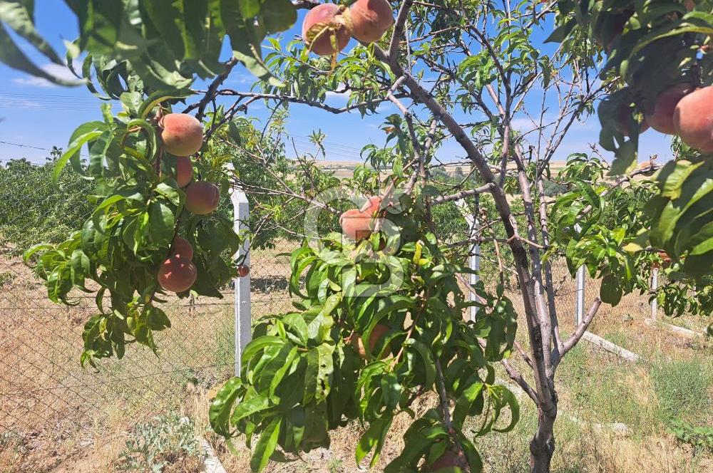 AKSARAY AĞAÇÖREN DE 80 DÖNÜM CEVİZ BAHÇESİ