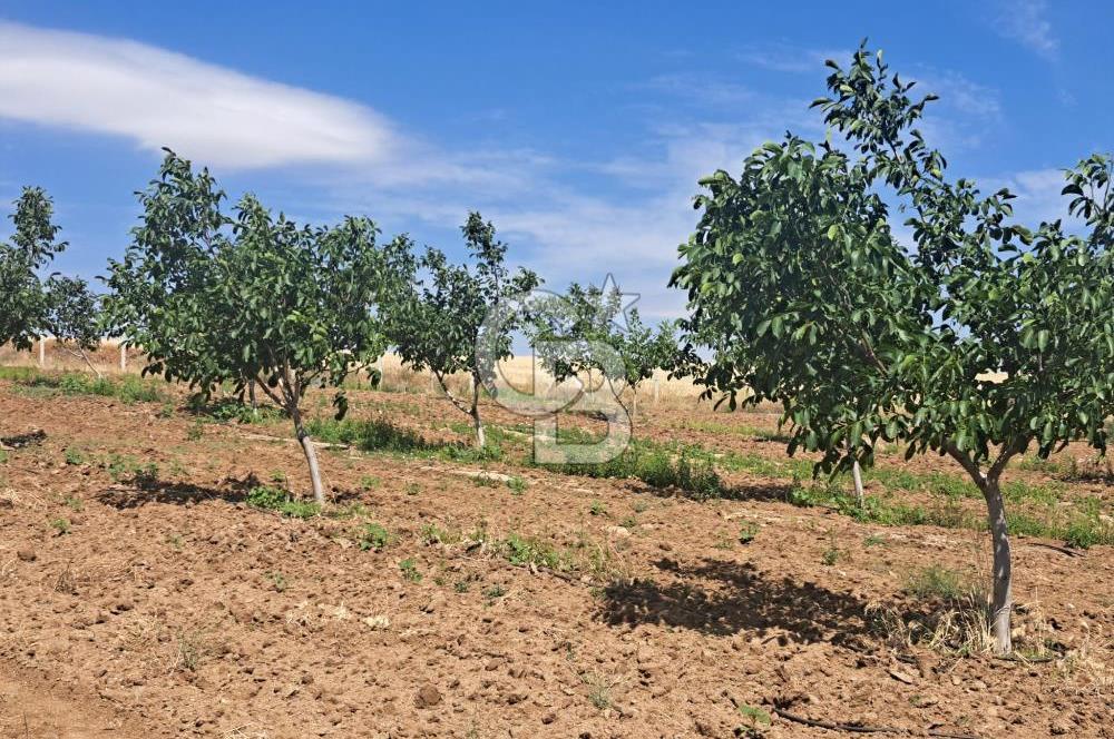 AKSARAY AĞAÇÖREN DE 30 DÖNÜM CEVİZ BAHÇESİ