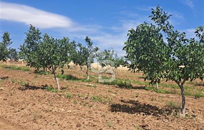 AKSARAY AĞAÇÖREN DE 30 DÖNÜM CEVİZ BAHÇESİ