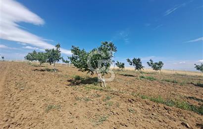 AKSARAY AĞAÇÖREN DE 30 DÖNÜM CEVİZ BAHÇESİ