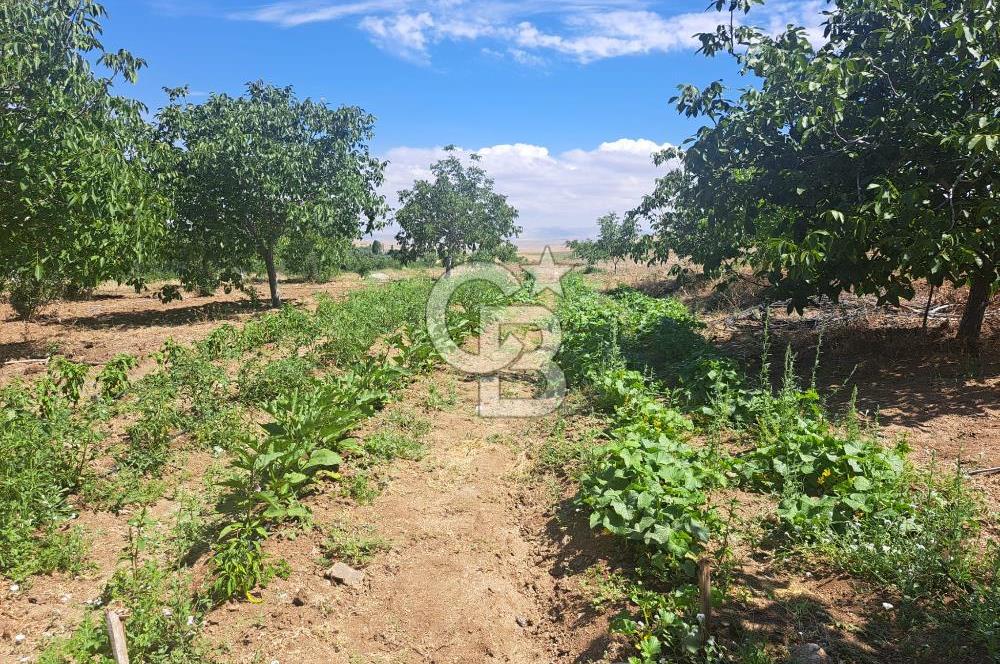 AKSARAY AĞAÇÖREN DE 80 DÖNÜM CEVİZ BAHÇESİ