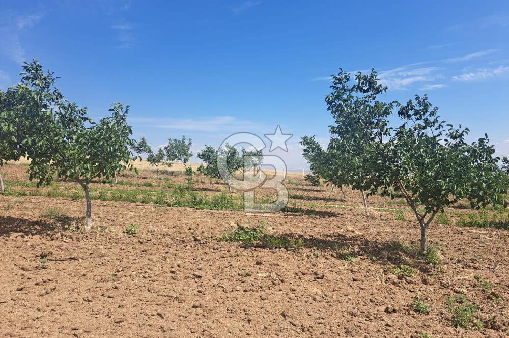 AKSARAY AĞAÇÖREN DE 30 DÖNÜM CEVİZ BAHÇESİ