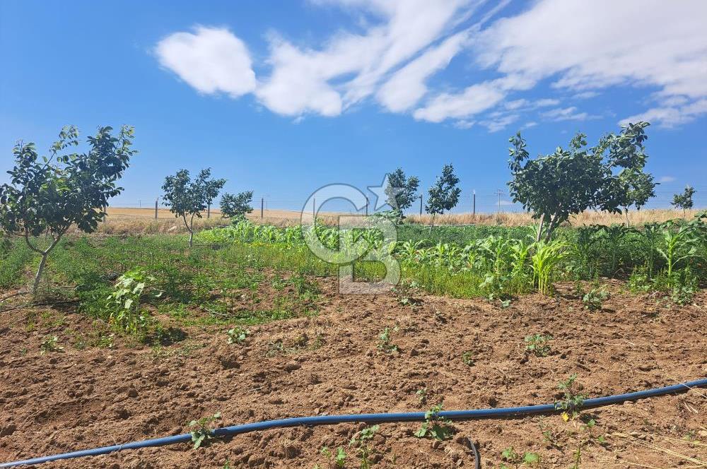 AKSARAY AĞAÇÖREN DE 30 DÖNÜM CEVİZ BAHÇESİ