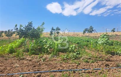 AKSARAY AĞAÇÖREN DE 30 DÖNÜM CEVİZ BAHÇESİ