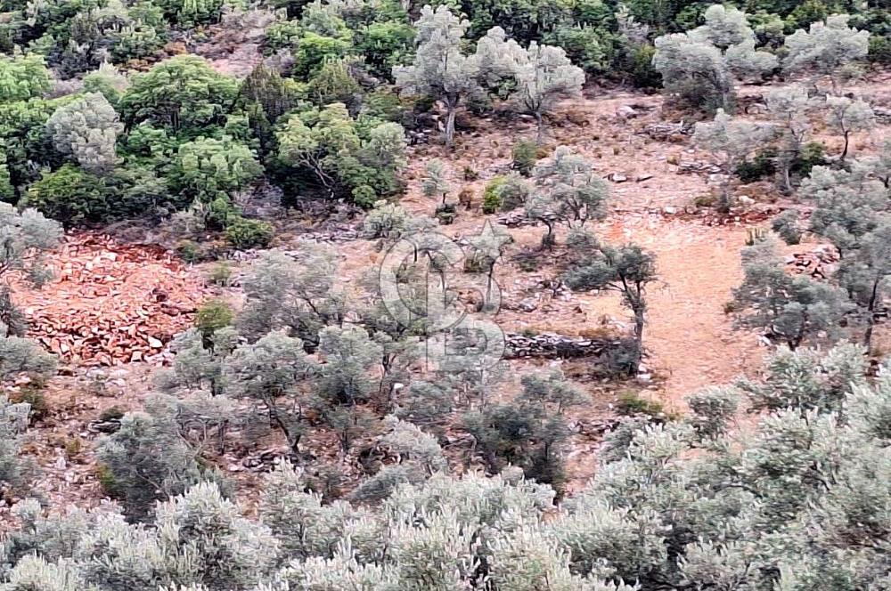 Bodrum Çilek Köyü Avantajlı Konumda 480 mt Kooperatif Hissesi