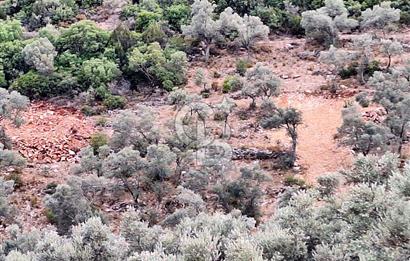 Bodrum Çilek Köyü Avantajlı Konumda 480 mt Kooperatif Hissesi