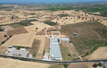 Çanakkale Ezine Mahmudiye Köyünde Asfalt Yol Cepheli Tarla