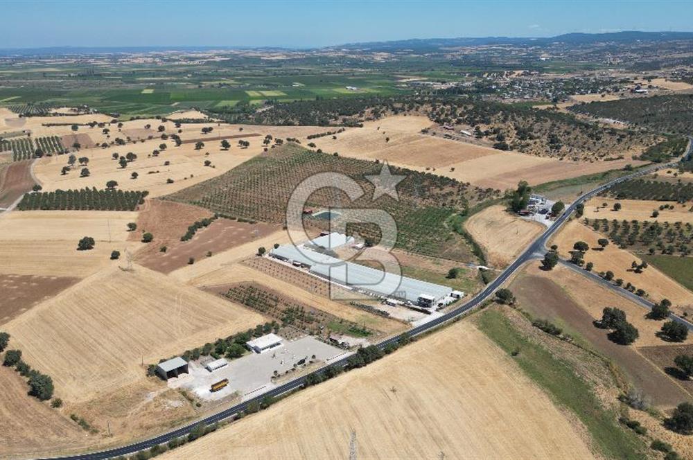 Çanakkale Ezine Mahmudiye Köyünde Asfalt Yol Cepheli Tarla