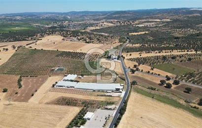 Çanakkale Ezine Mahmudiye Köyünde Asfalt Yol Cepheli Tarla