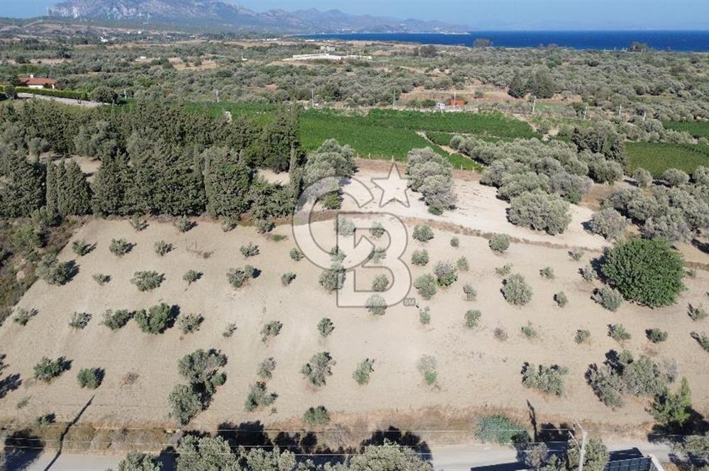 Datça/Kızlan- Satılık 3548m2 Deniz Manzaralı Zeytinli Tarla