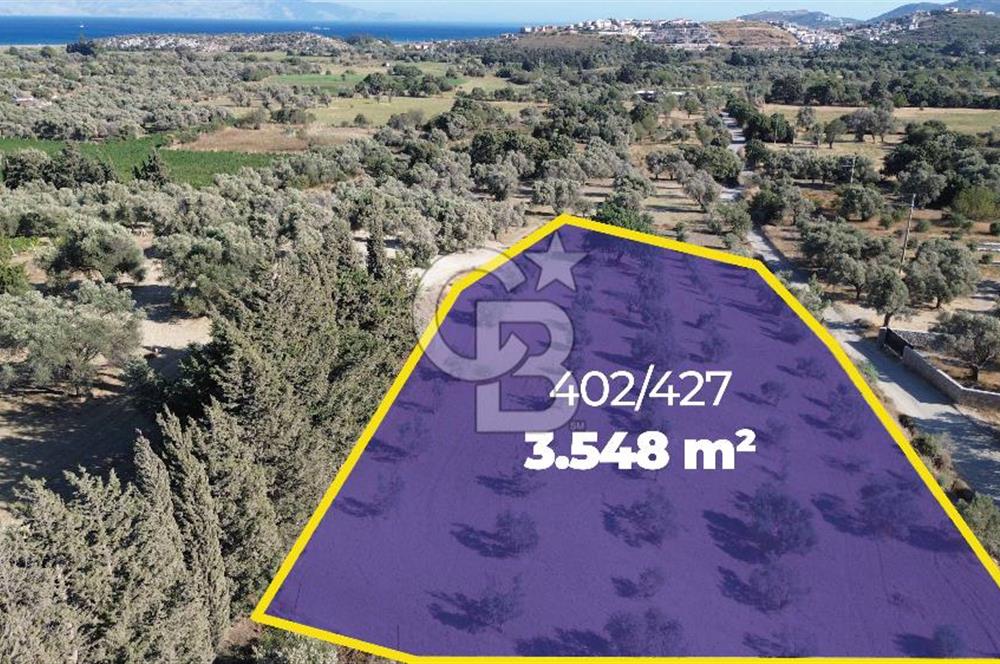 Datça/Kızlan- Satılık 3548m2 Deniz Manzaralı Zeytinli Tarla