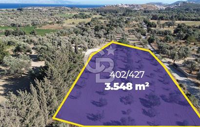 Datça/Kızlan- Satılık 3548m2 Deniz Manzaralı Zeytinli Tarla