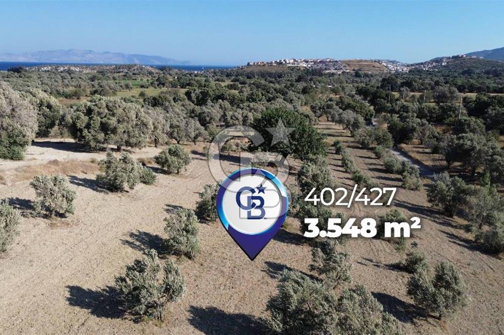 Datça/Kızlan- Satılık 3548m2 Deniz Manzaralı Zeytinli Tarla