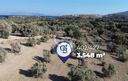 Datça/Kızlan- Satılık 3548m2 Deniz Manzaralı Zeytinli Tarla